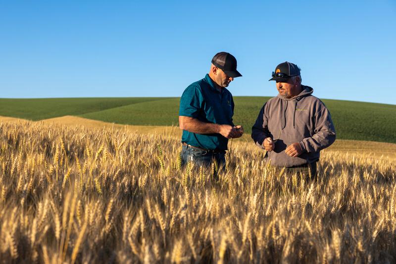 ArdentMillsHarvest-ID&WA2022-70