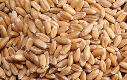 Close up image of spelt