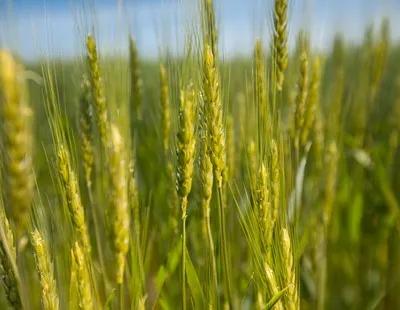 Green wheat in a field